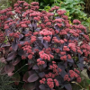 Очиток (Sedum) Ксенокс С2 ГлХ/26