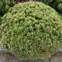 Сосна горная 