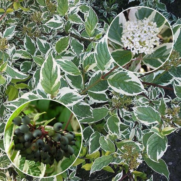 Основное изображение товара