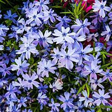 Основное изображение товара