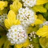 Пузыреплодник калинолистный (Physocarpus opulifolius) Ангел Голд  С3 СП/24