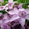 Клематис (Сlematis) 'Hagley Hybrid' 80-100 С3 БдН/26