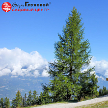 Основное изображение товара