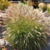 Мискантус китайский (Miscanthus sinensis) Адажио С2 НСп/26