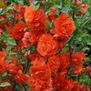 Хеномелес прекрасный (Chaenomeles speciosa) Оранж Шторм 40/+ С5 БдН/25
