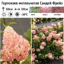 Основное изображение товара