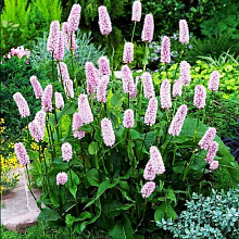 Основное изображение товара