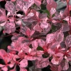 Барбарис Тунберга (Berberis thunbergii) Пинк Куин  С3 СП/24