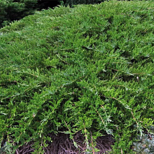 Можжевельник казацкий 