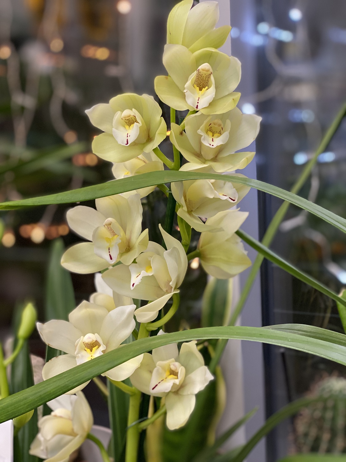 Новое поступление комнатных растений