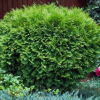 Туя западная (Thuja occidentalis) Литтл Гиант   С3 СП/24