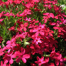 Основное изображение товара