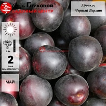 Абрикос Черный Бархат  (летний сорт)