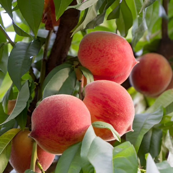 Основное изображение товара