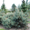 Сосна обыкновенная (Pinus sylvestris) Репенс 40-50 С13 НБл/25