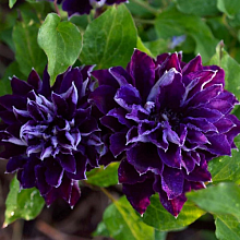 Основное изображение товара