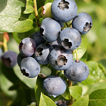 Основное изображение товара