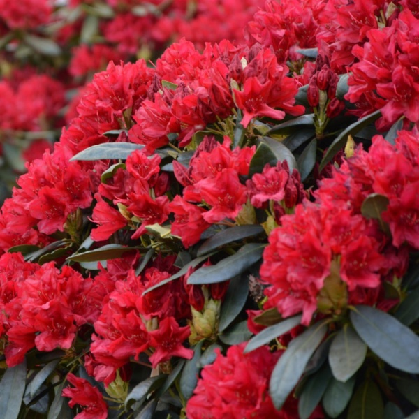 Основное изображение товара