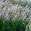 Щучка дернистая 