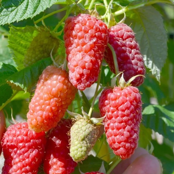 Основное изображение товара