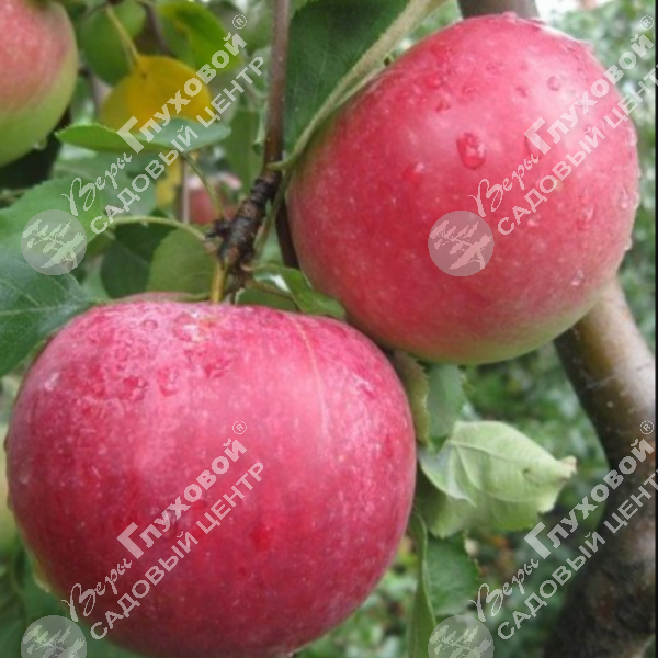 Яблоня "Рождественское" на фото