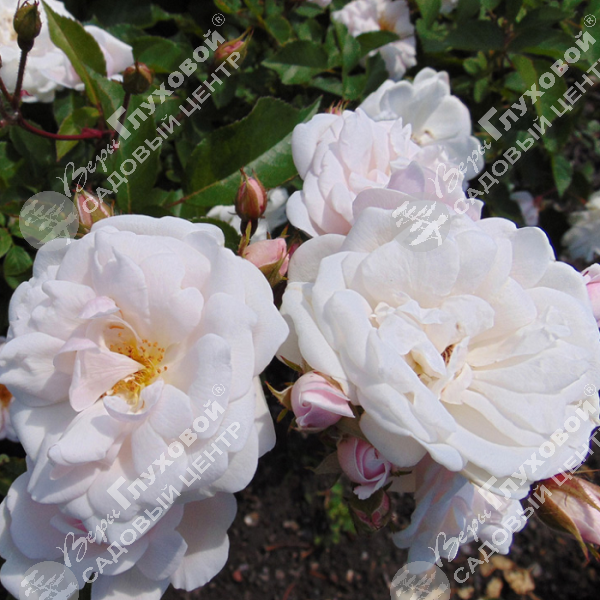 Роза полиантовая "Marie Pavie" на фото