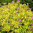 Спирея японская 
