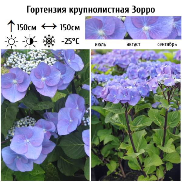 Основное изображение товара