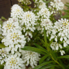 Иберис вечнозеленый (Iberis Sempervirens) Сноу Флуррис С2 РФр/26