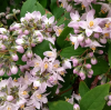 Дейция гибридная (Deutzia hybrida) Распберри Сандей С3 СП/23