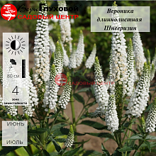 Основное изображение товара