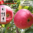 Яблоня 