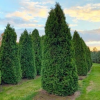 Туя западная (Thuja occidentalis) Колумна С3 ПА/23