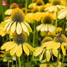 Основное изображение товара