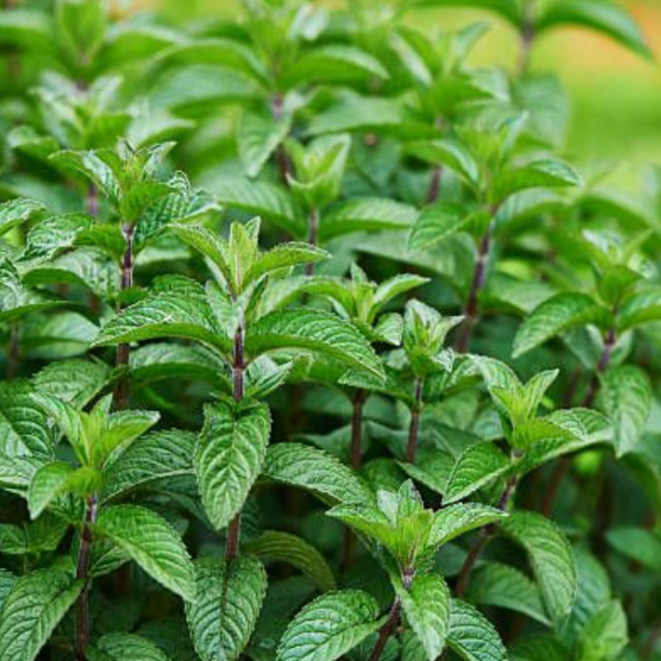 Основное изображение товара