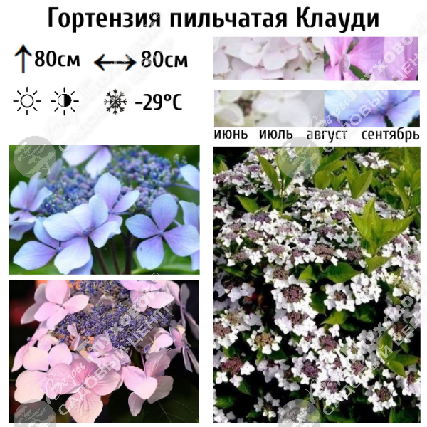 Гортензия пильчатая "Клауди" на фото