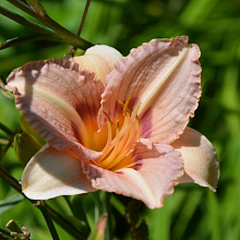 Основное изображение товара