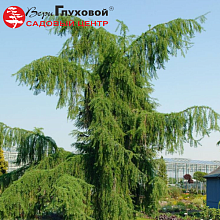 Лиственница Кемпфера “ПЕНДУЛА” Larix kaempferi “Pendula”