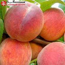 Основное изображение товара